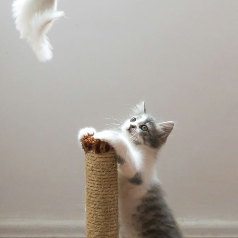 Pet Food And Supplies